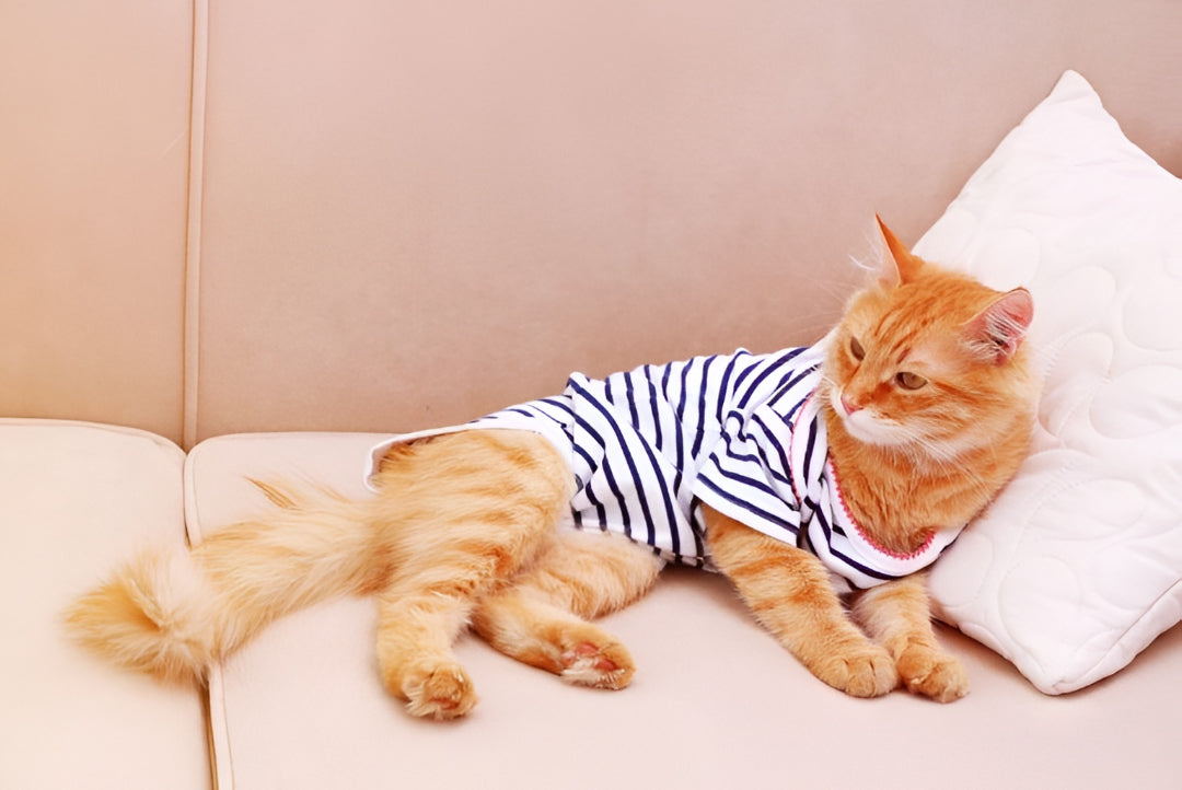 Adorable Cat Clothes For Stylish & Comfortable