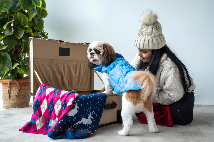Choose Comfortable Clothes For Dogs